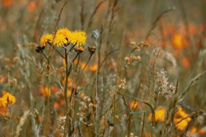 wildflower-meadow-3386078_1920