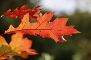 oak-leaf-8452141_1920